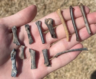Florida Fossil Bird Bones LOT Avian Rare Pleistocene Ice Age - Image 1 of 3