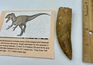 Carcharodontosaurus dinosaur CARCHARODON TOOTH 3 3/8” AKA African TREX T REX C3A
