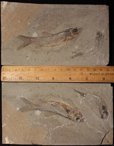 Davichthys 26 + Gaudryella - Cretaceous Fossils directly from Lebanon - Picture 1 of 1
