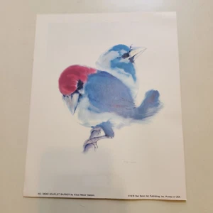 Bird Print Scarlet barber Klaus Meyer Gasters Red Baron Publisher Vtg1 978 10x8 - Picture 1 of 12