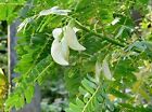 Sesbania Grandiflora 10 nasion - Biały kwiat Koliber - Jasny groszek