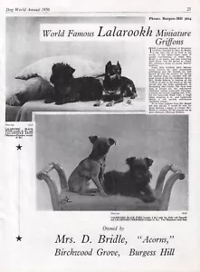 BRUSSELS GRIFFON DOG WORLD BREED KENNEL ADVERT PRINT PAGE LALAROOKH KENNEL 1956 - Picture 1 of 1
