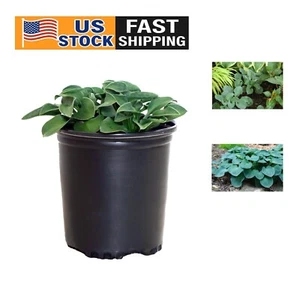Hosta 'Blue Mouse Ears' with Unique Blue Foliage, 1 Size Container - Picture 1 of 4