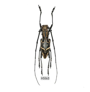BEETLE, INSECT - H5563. Cerambycidae- BIG SIZE, VIETNAM - Picture 1 of 3