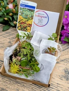 Sedum Cuttings With some Rooted Cuttings in package, also Includes plant label - Picture 1 of 14