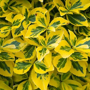 Euonymus fortunei 'Emerald 'n Gold' Spindle Evergreen Shrub Hedge | 9cm Pot - Picture 1 of 6