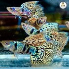 1 Trio - Live Aquarium Guppy Fish High Quality -  Fancy Yellow Tiger King Cobra
