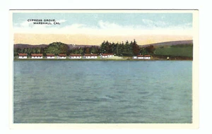 Cypress Grove Marshall California Old Vintage Postcard - Picture 1 of 2