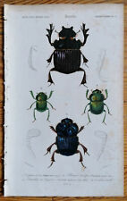 Orbigny Dictionnaire Originaldruck Insekten Käfer Capris Phanaeus - 1849
