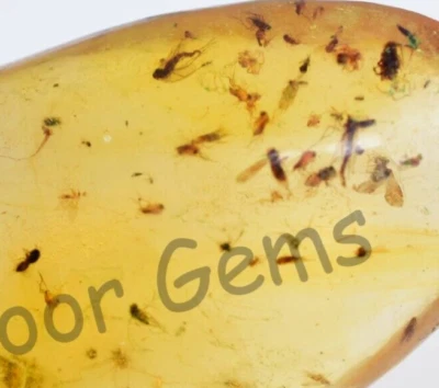 75.30 Ct 100% Natural Yellow Amber Insect Inclusion Certified Loose Gemstone - Image 1 of 4