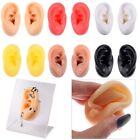 Silicone Piercing Model Earrings Display Stand  Medical Teaching Props