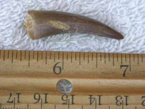 Dinosaur fossil tooth Pliosaurus Jurassic Marine reptile RARE 1.5-2.5 inch DX82 - Picture 1 of 2