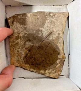 Rarer Fossil Leaf Plate 140 mm [ FOSSIL FAUNA 48-35 mill yrs old] - Picture 1 of 6