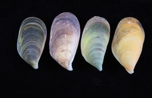 Sea shells Septifer bilocularis ID#8814 - Picture 1 of 3