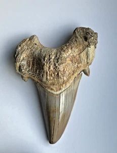 Highly Scarce Complete Otodus, 3.74 inch/95mm-85 gram Fossil Shark Tooth - Picture 1 of 19