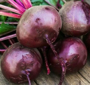 BEET SEEDS 100+ EARLY WONDER survival GARDEN healthy VEGETABLES FREE SHIPPING - Picture 1 of 1
