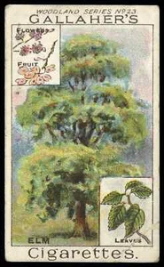 Gallaher - 'Woodland Trees' (c1912) - The Elm Tree - Picture 1 of 2