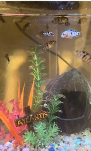 Baby Cichlid live fish For Sale - Picture 1 of 12