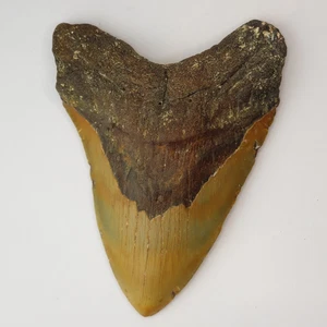 Megalodon 6.07" Shark Tooth Fossil - Atlantic Coast, SC - Otodus megalodon - Picture 1 of 13