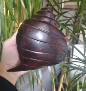 Vintage Carved Rich IRONWOOD Conch Shell NAUTILUS Seashell Beach Decor 6.5" - Bild 1 von 6