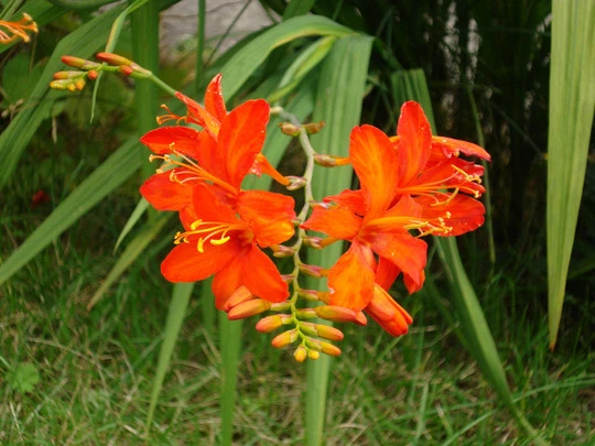 50 Seeds Crocosmia Orange Emberglow hummingbird iris montbretia bulb forming - Image 1 of 1