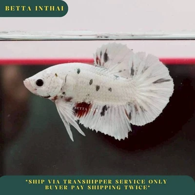 Live Betta Fish White Copper Male Halfmoon Plakat High Quality from TH 22N3 - Image 1 of 4