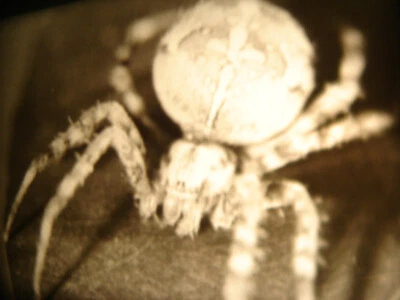 16mm Soviete Educational " Spiders " Film bw Movie Nature zoology Entomology - Image 1 of 4