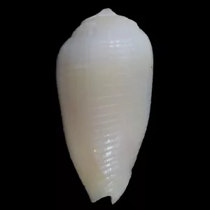 MITRA (Imbricariopsis) PUNCTATA (Mactan Isl., Philippines) 10.5mm #32322 - Picture 1 of 3