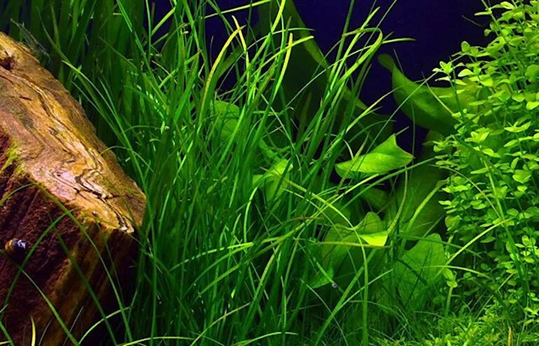 PZ.5 VALLISNERIA NANA PIANTA ACQUARIO LAGHETTO POND - Immagine 1 di 1