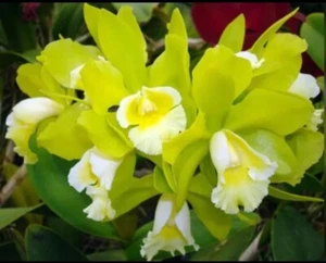 Rlc Hawaiian Passion ‘Carmela’ Green White Fragrant Mericlone Orchid 1.5” Pot - Picture 1 of 6