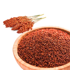 Finger Millet | Nachani | Ragi Seeds | Organic Whole Grains Premium Quality - Picture 1 of 5