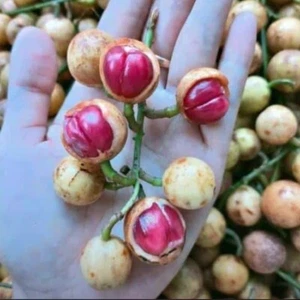 Semillas de frutas Kepundung Menteng (Baccaurea racemosa) Var. Semillas rojas 1000+ - Imagen 1 de 6