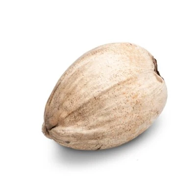 NaDeco Ganze getrocknete Kokosnuss 20cm | Deko Kokosnuss | Karibische Naturdeko