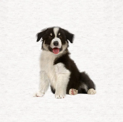 MOONLAKE FABRICS Hund - Border Collie Stoff Handwerk Paneele in 100 % Baumwolle oder Polyester