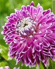20 GRAINES pour Violet Violet VANCOUVER DAHLIA Rare Fleur Plante Exotique USA Vendeur