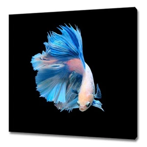 Blue White Siamese Fighting Fish Modern Design Home Decor Canvas Print Wall Art - Picture 1 of 7