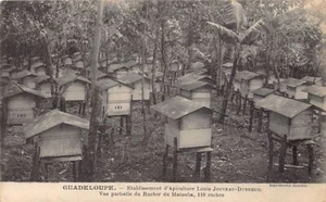 Guadeloupe - Rucher du Matouba - Ets. d'Apiculture Louis Jouveau-Dubreuil - Picture 1 of 2