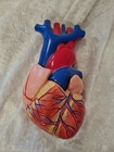 Anatomie Modell Herz Kardiologie Medizin Studium reale Größe von LBYLYH 