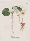 Coltsfoot Huflattich Tussilago Flower Botany Botanik Kerner Kupferstich 1788