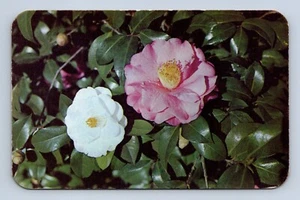 Postal sin publicar Camellia Blooms Bellgrath Gardens Alabama 54074  - Imagen 1 de 2