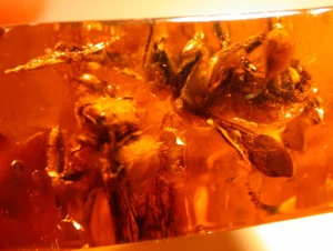 Ultra RARE 2 Large True Bees of Genus Electrobombus in Baltic Amber Fossil 13 g - Picture 1 of 17