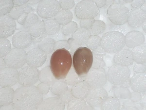 TRIVIA MEDITERRANEA TOLLES PAAR - Bild 1 von 2