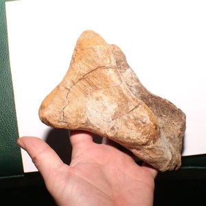 Edmontosaurus dedo del pie metatarsiano hueso dinosaurio fósil formación Hell Creek Cretácico - Imagen 1 de 10