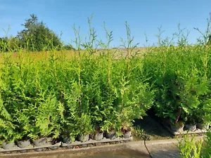 18 Stück Thuja Brabant ca 40 Bis 45 cm, Lebensbaum, immergrüne Heckenpflanzen - Bild 1 von 5