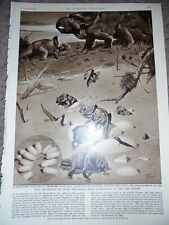 A Protoceratops dinosaur nursery as found in Mongolia by Neave Parker 1957 print