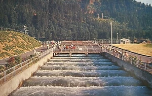 Postcard Salmon Fish Ladders • Bonneville Dam Oregon • Columbia & Snake Rivers - Picture 1 of 2