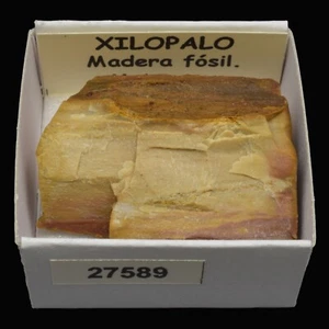 XILOPALO "Madera fosil" (Madagascar) #27589 / Petrified wood - Bild 1 von 1