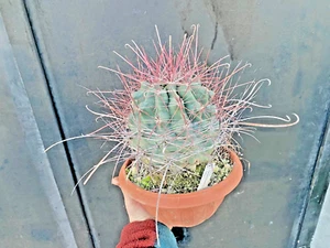 FEROCACTUS HAMATACANTHUS - Foto 1 di 10
