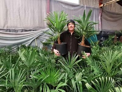 1 x 10ltr 2.5-3ft inc pot Premium Quality -15 Trachycarpus Fortunei Palm Tree - Image 1 of 4