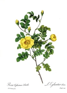 Botanical Print, Redoute Roses, Rosa Eglanteria Luteola. 1978 reproduction print - Imagen 1 de 1